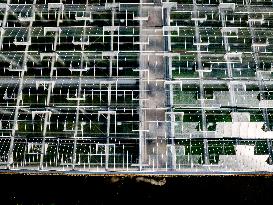 Greenhouses In The Westland - Netherlands