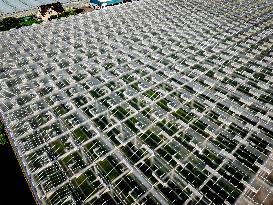 Greenhouses In The Westland - Netherlands