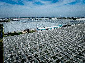 Greenhouses In The Westland - Netherlands