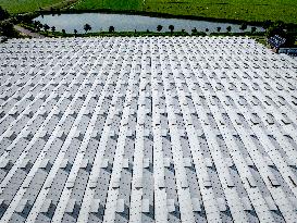 Greenhouses In The Westland - Netherlands