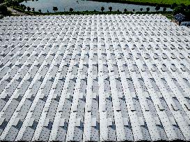 Greenhouses In The Westland - Netherlands