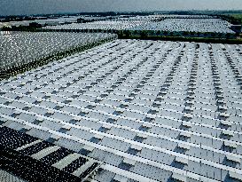 Greenhouses In The Westland - Netherlands