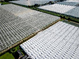 Greenhouses In The Westland - Netherlands