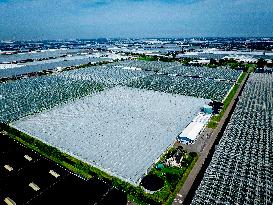 Greenhouses In The Westland - Netherlands