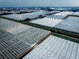 Greenhouses In The Westland - Netherlands