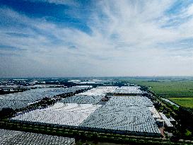 Greenhouses In The Westland - Netherlands