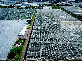 Greenhouses In The Westland - Netherlands