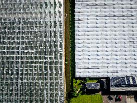 Greenhouses In The Westland - Netherlands