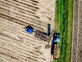 Harvest - Netherlands