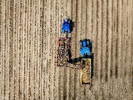 Harvest - Netherlands