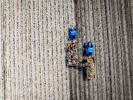 Harvest - Netherlands