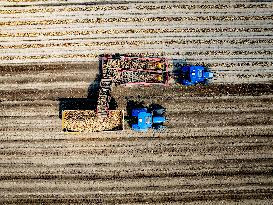 Harvest - Netherlands