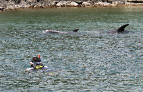 Risso's dolphins