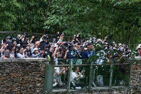 (SichuanMosaics)CHINA-SICHUAN-GIANT PANDA-BIRTHDAY (CN)