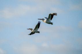 Wildlife At The Oxbow Nature Conservancy