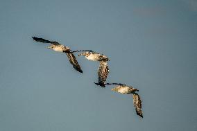 Wildlife At The Oxbow Nature Conservancy