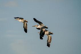 Wildlife At The Oxbow Nature Conservancy