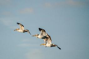 Wildlife At The Oxbow Nature Conservancy