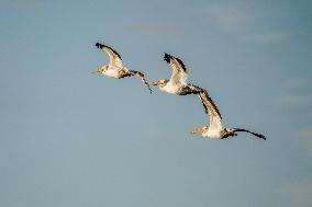 Wildlife At The Oxbow Nature Conservancy