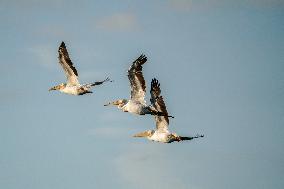 Wildlife At The Oxbow Nature Conservancy