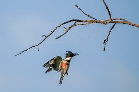 Wildlife At The Oxbow Nature Conservancy