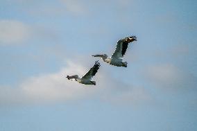 Wildlife At The Oxbow Nature Conservancy