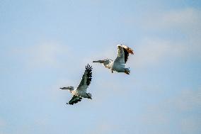 Wildlife At The Oxbow Nature Conservancy