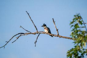 Wildlife At The Oxbow Nature Conservancy