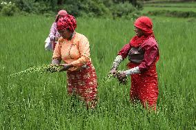 NEPAL-DAILY LIFE- FARMERS- PADDY SAPLINGS