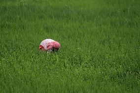 NEPAL-DAILY LIFE- FARMERS- PADDY SAPLINGS