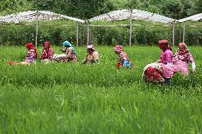 NEPAL-DAILY LIFE- FARMERS- PADDY SAPLINGS