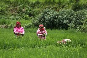 NEPAL-DAILY LIFE- FARMERS- PADDY SAPLINGS