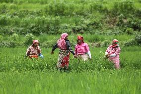 NEPAL-DAILY LIFE- FARMERS- PADDY SAPLINGS