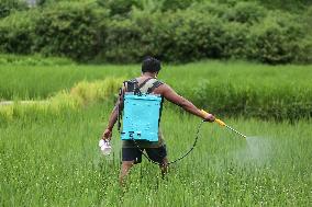 NEPAL-DAILY LIFE- FARMERS- PADDY SAPLINGS