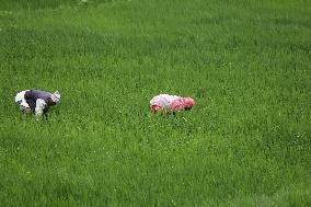 NEPAL-DAILY LIFE- FARMERS- PADDY SAPLINGS