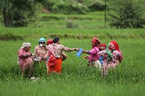 NEPAL-DAILY LIFE- FARMERS- PADDY SAPLINGS