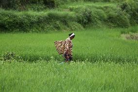 NEPAL-DAILY LIFE- FARMERS- PADDY SAPLINGS