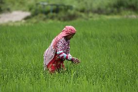 NEPAL-DAILY LIFE- FARMERS- PADDY SAPLINGS