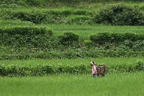 NEPAL-DAILY LIFE- FARMERS- PADDY SAPLINGS