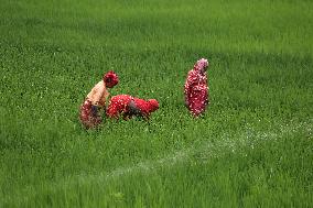 NEPAL-DAILY LIFE- FARMERS- PADDY SAPLINGS