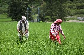 NEPAL-DAILY LIFE- FARMERS- PADDY SAPLINGS