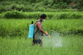 NEPAL-DAILY LIFE- FARMERS- PADDY SAPLINGS