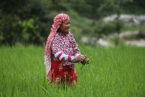 NEPAL-DAILY LIFE- FARMERS- PADDY SAPLINGS