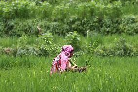 NEPAL-DAILY LIFE- FARMERS- PADDY SAPLINGS