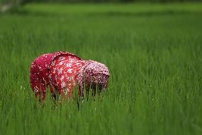 NEPAL-DAILY LIFE- FARMERS- PADDY SAPLINGS