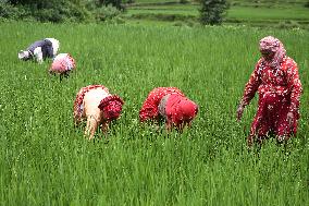 NEPAL-DAILY LIFE- FARMERS- PADDY SAPLINGS