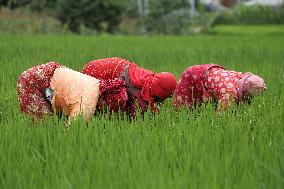 NEPAL-DAILY LIFE- FARMERS- PADDY SAPLINGS