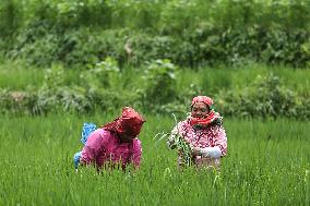 NEPAL-DAILY LIFE- FARMERS- PADDY SAPLINGS