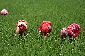 NEPAL-DAILY LIFE- FARMERS- PADDY SAPLINGS