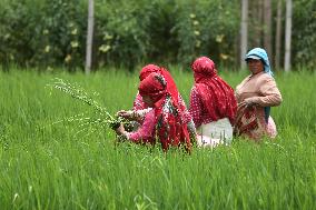 NEPAL-DAILY LIFE- FARMERS- PADDY SAPLINGS